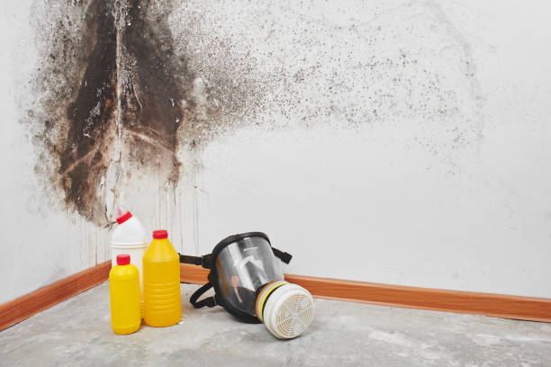 Best Mold Testing  in San Juan Pistrano, CA