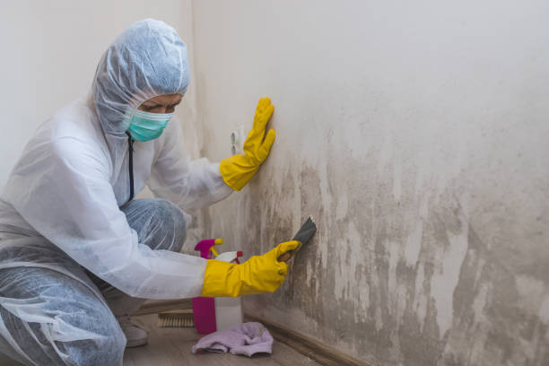 Best Residential Mold Removal  in San Juan Pistrano, CA