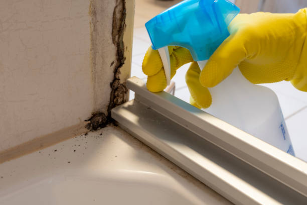 Reliable San Juan Capistrano, CA Mold Removal Solutions