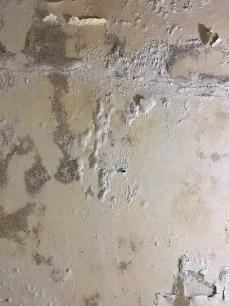 Mold Removal and Inspection in San Juan Capistrano, CA
