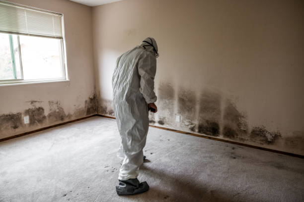 Best Fast Mold Removal  in San Juan Pistrano, CA
