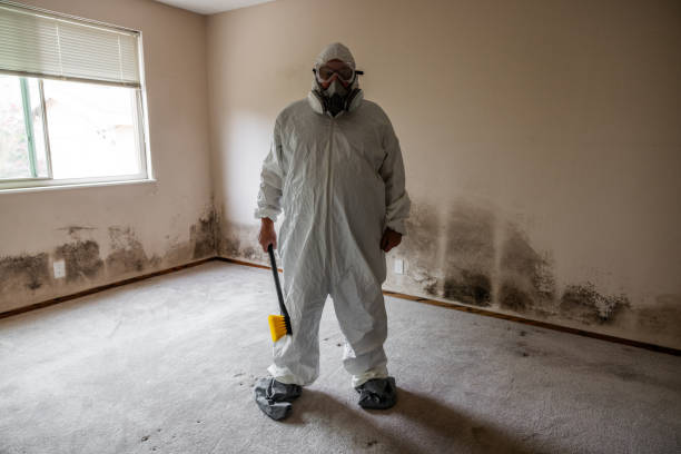 Professional Mold Removal in San Juan Capistrano, CA