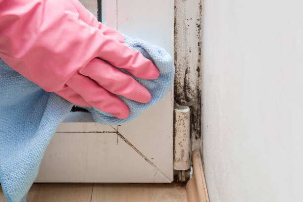 Best Local Mold Removal Service  in San Juan Pistrano, CA