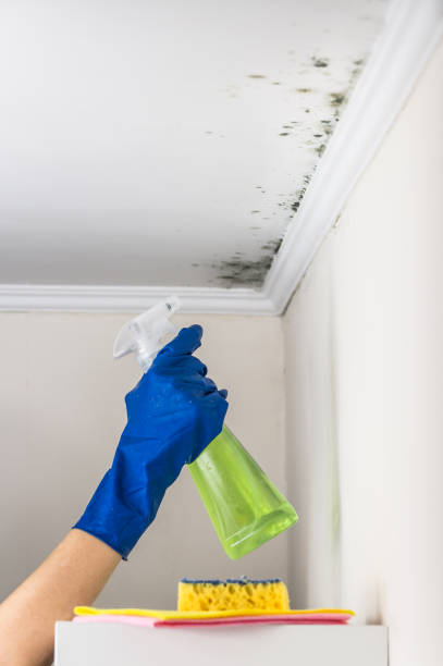 Best Office Mold Removal Services  in San Juan Pistrano, CA